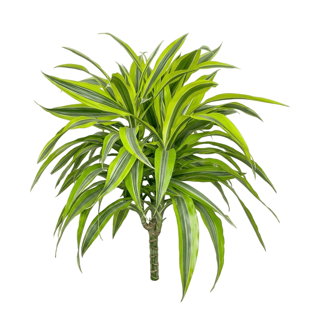 Lemon Lime Dracaena (Dracaena Fragrans 'Lemon Lime') - Indoor Plants