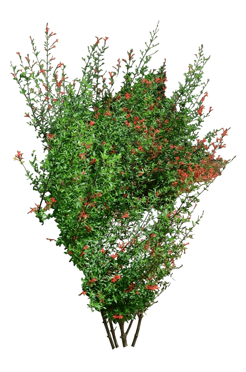 Mexican Flame (Anisacanthus Quadrifidus Var. Wrightii) - Ground Layers