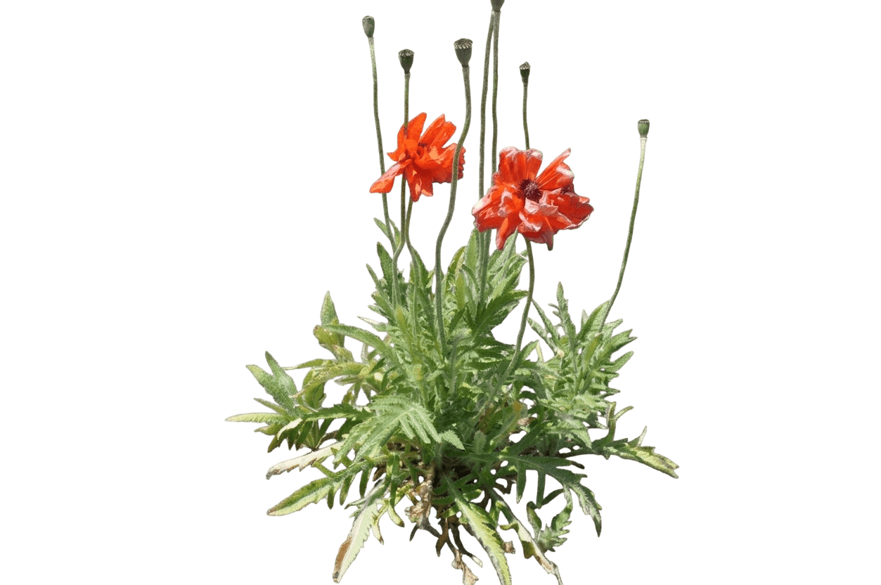 Poppy, Oriental, Beauty Of Livermere (Papaver Orientale 'Beauty Of Livermere') - Perennials
