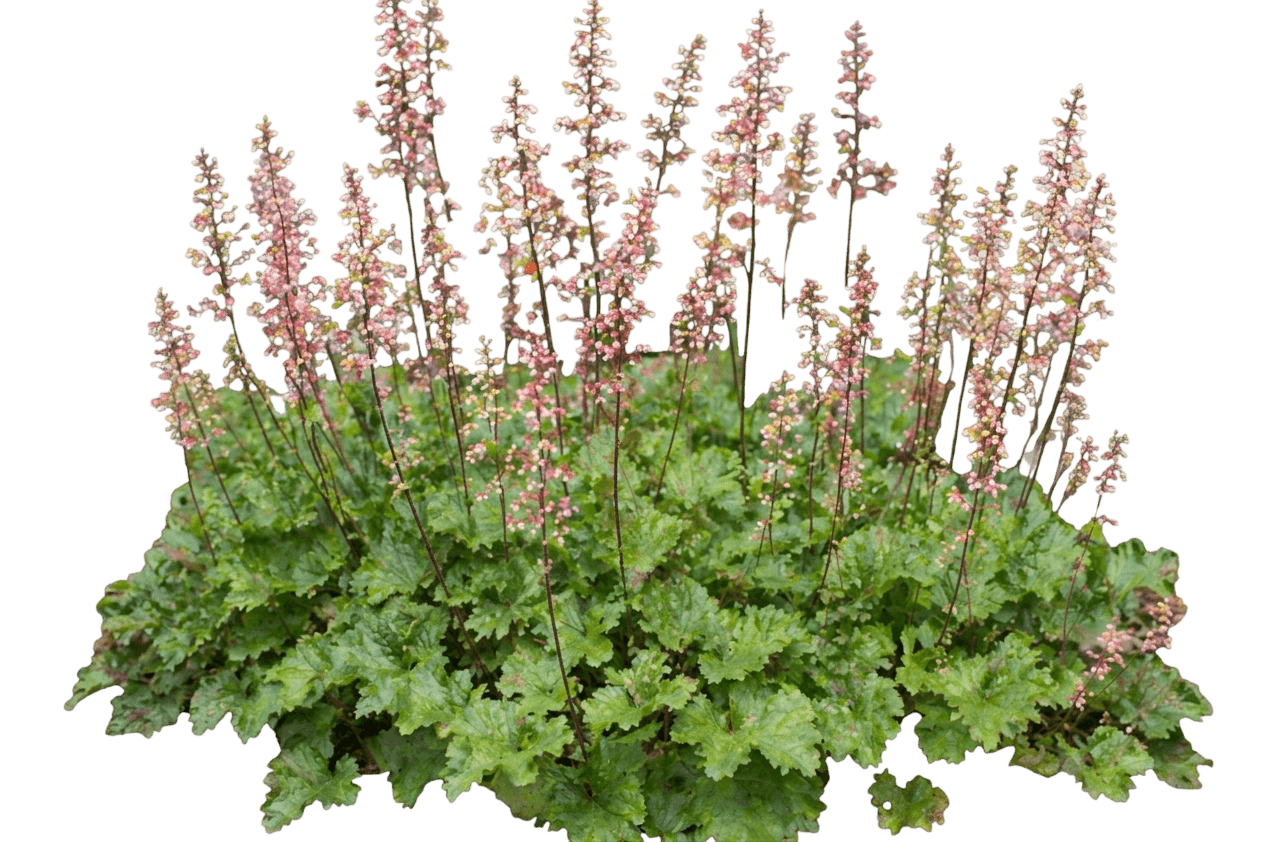island alum root (Heuchera Maxima) - Perennials