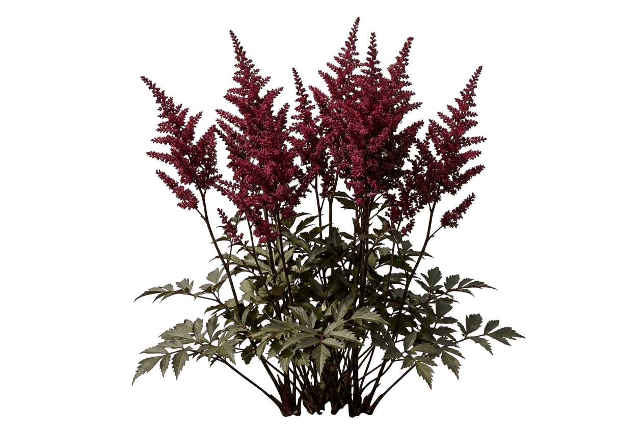 Mighty Chocolate Cherry Astilbe (Astilbe Chinensis 'Chocolate Cherry') - Perennials