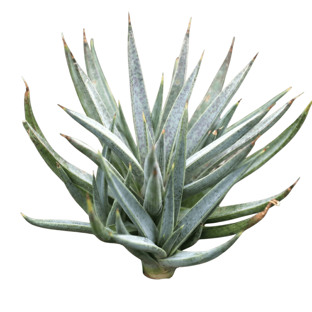 Moonglow Mangave (Mangave) - Succulents