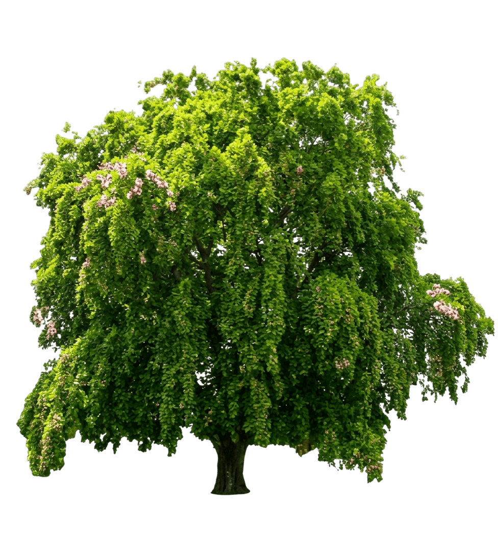 Pongam Flowering Tree (Pongamia Pinnata) - Flowering Trees