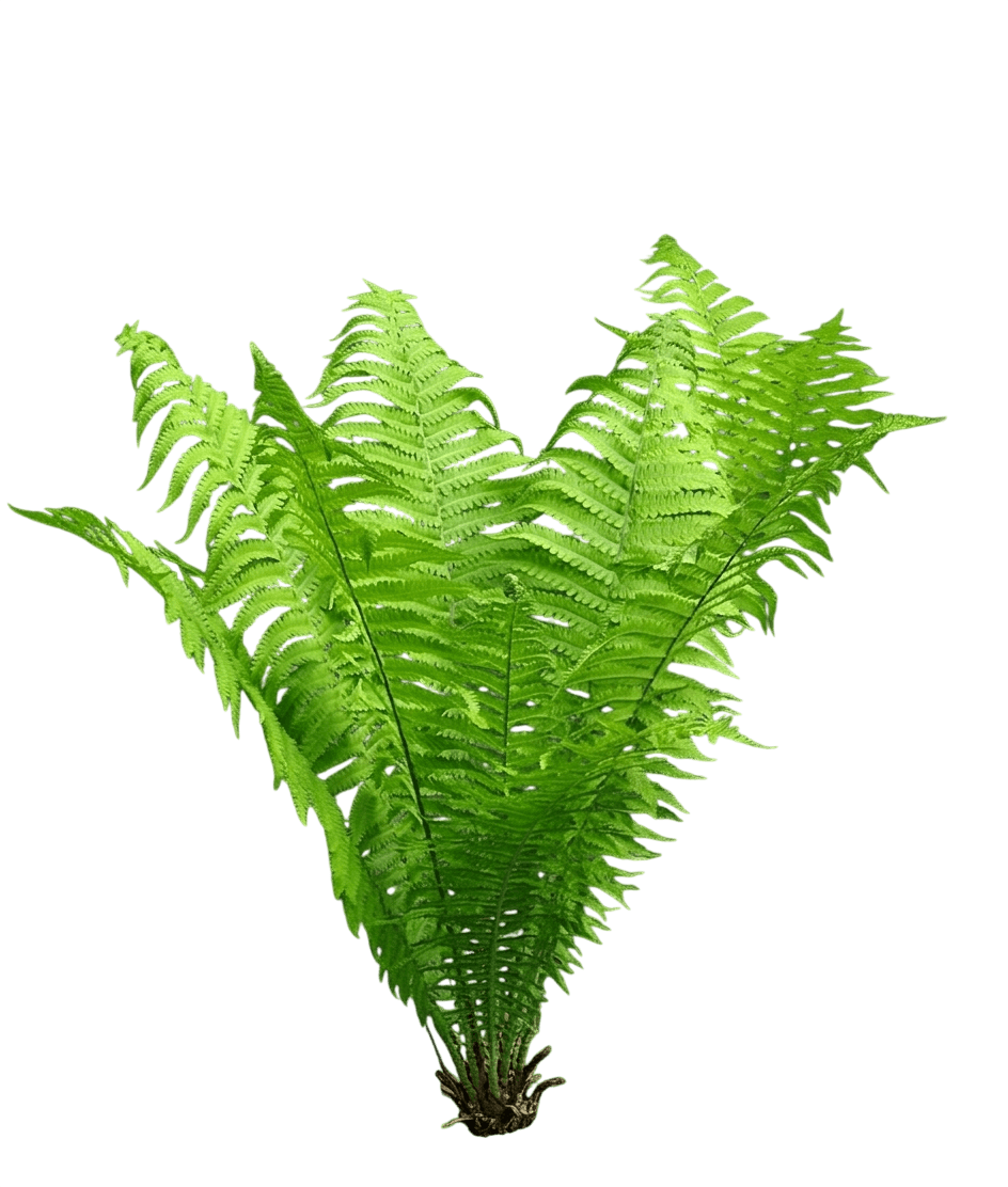 Ostrich Fern (Matteuccia Struthiopteris) - Perennials