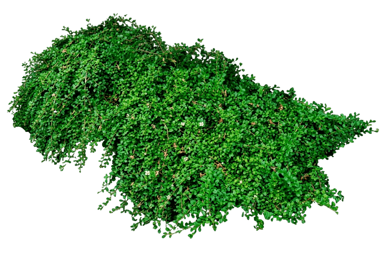 Streibs Findling Cranberry Bush (Cotoneaster Dammeri 'Streibs Findling') - Ground Layers
