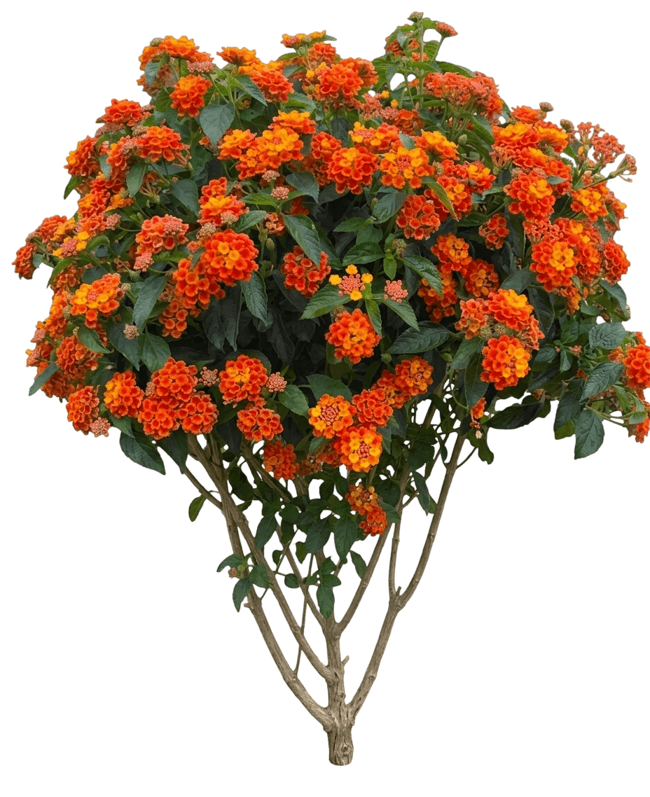 Hot Blooded Red Lantana (Lantana Camara 'Lanz0026') - Perennials