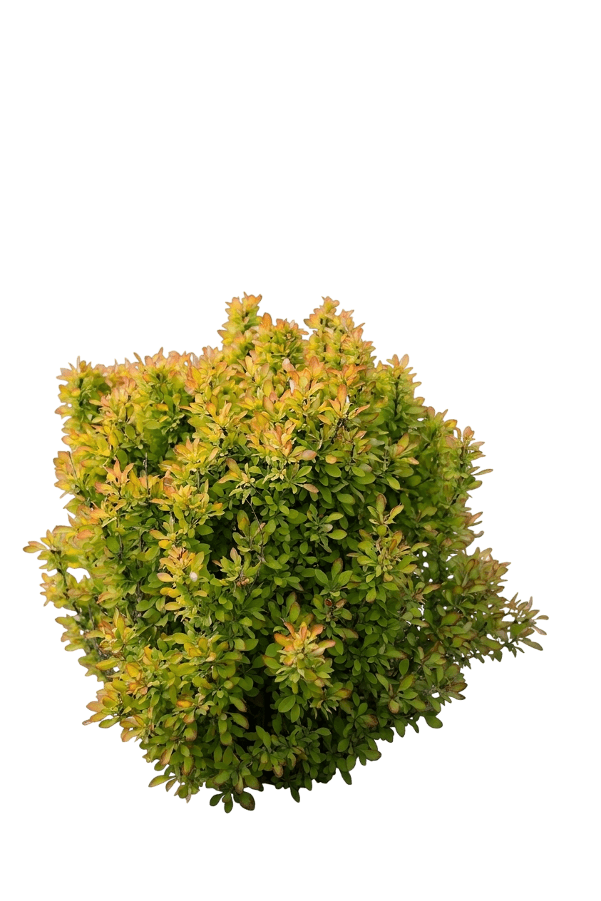 Sunjoy Mini Saffron Japanese barberry (Berberis Thunbergii 'Kasia') - Ground Layers