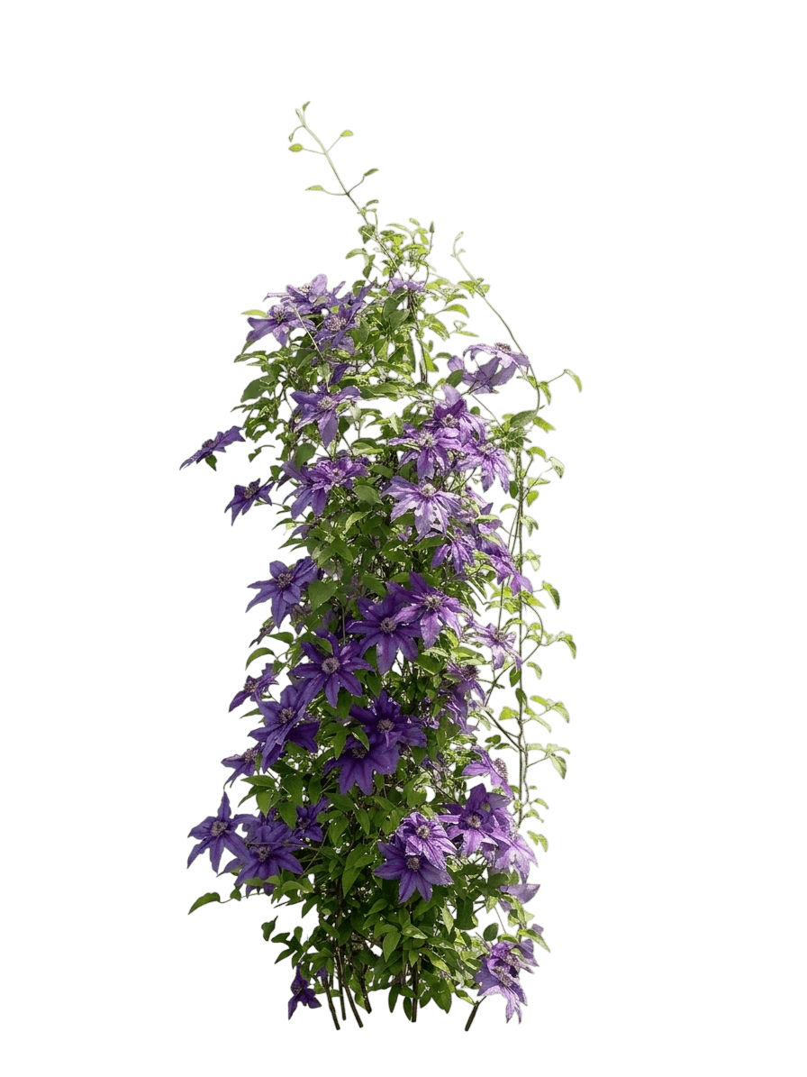 Vancouver Danielle Clematis (Clematis 'Danielle') - Ground Layers