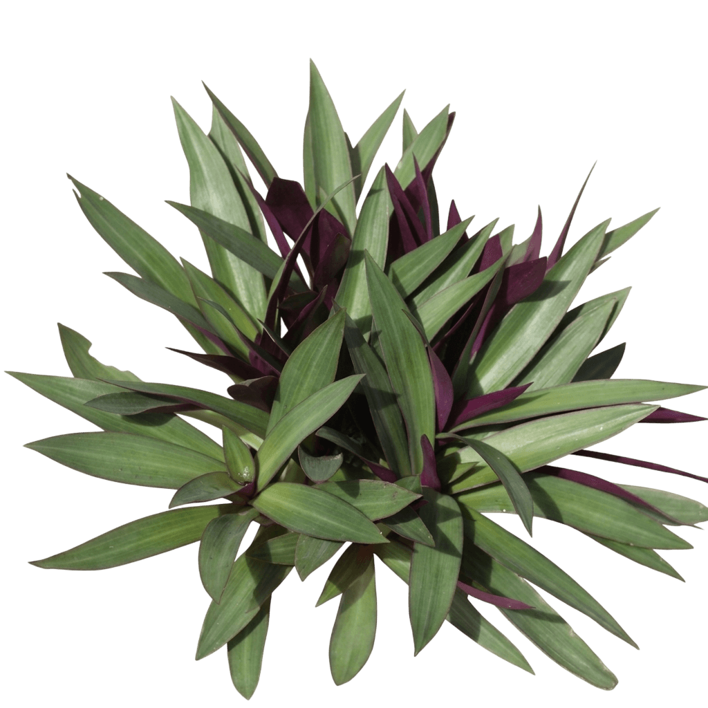 Moses In The Cradle (Tradescantia Spathacea-Rhoeo Dwarf 'Moses In The Cradle') - Ground Layers