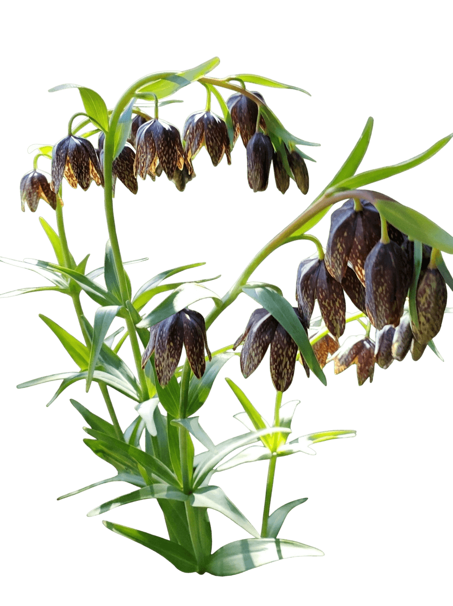 checker lily (Fritillaria Affinis) - Perennials