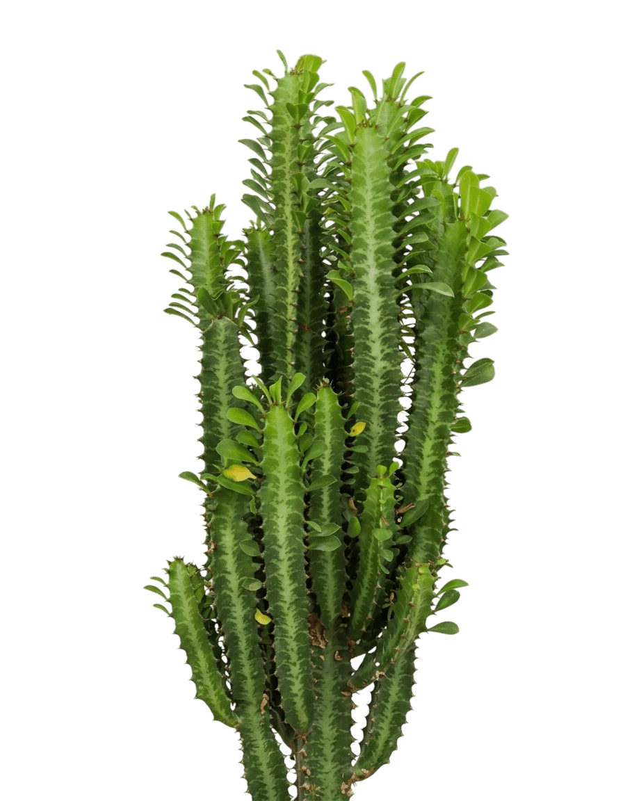 African Milk Tree (Euphorbia Trigona) - Succulents