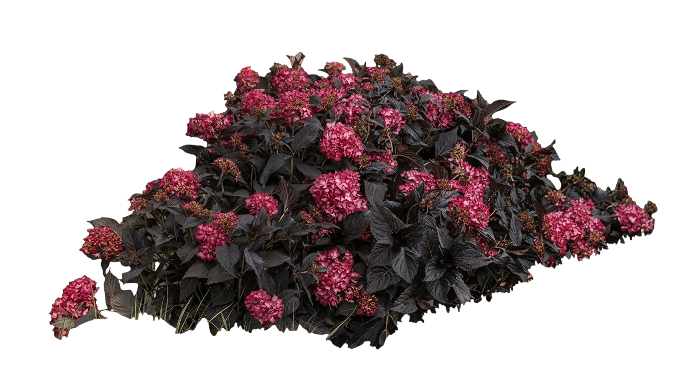 Seaside Serenade Outer Banks Hydrangea (Hydrangea Macrophylla 'Smhmepsilon') - Ground Layers
