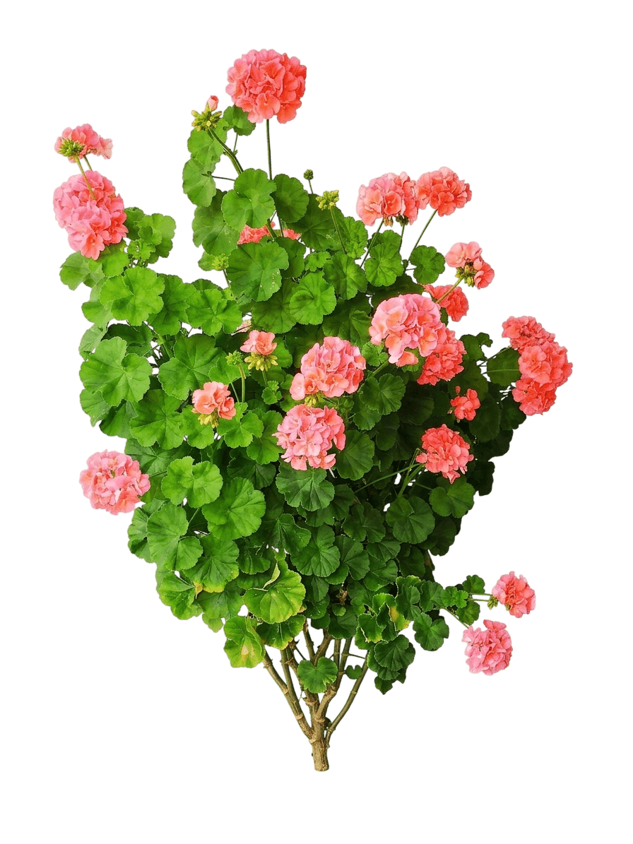 Azure Rush Geranium (Geranium Var. Hybrid 'Azure Rush') - Perennials