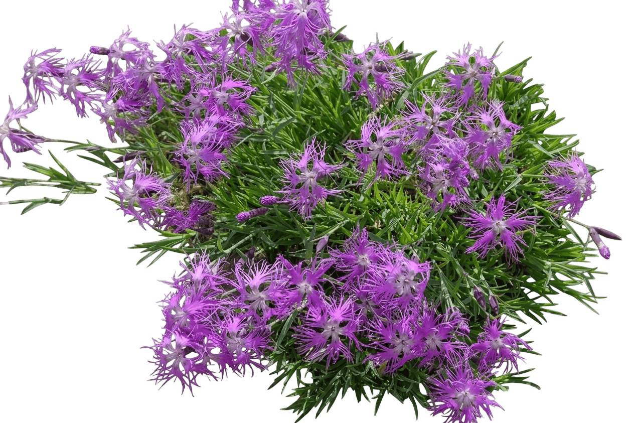 Kahori Pink dianthus (Dianthus 'Holkahoripink') - Perennials