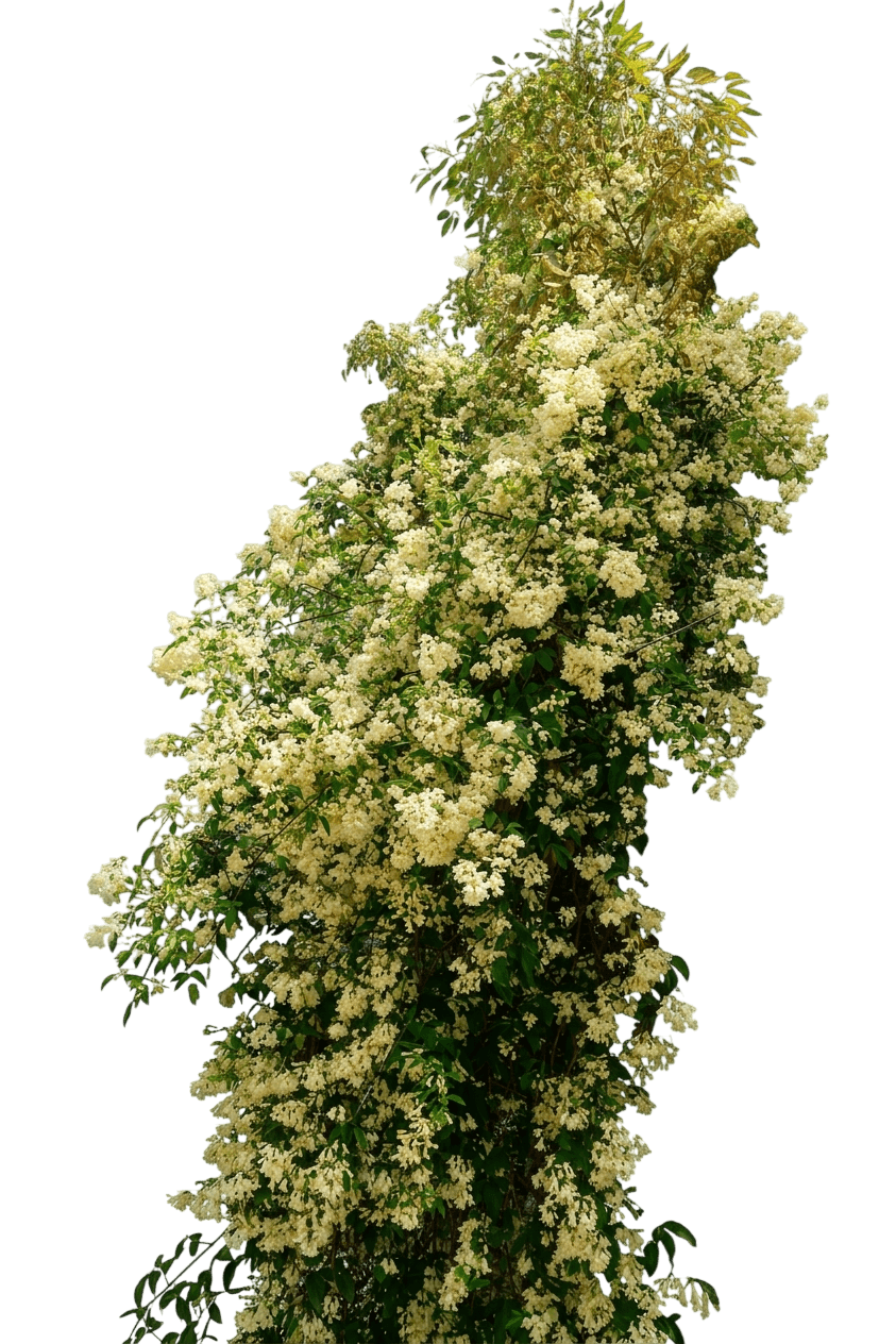 pandoréa (Pandorea Pandorana) - Plantes de strate basse