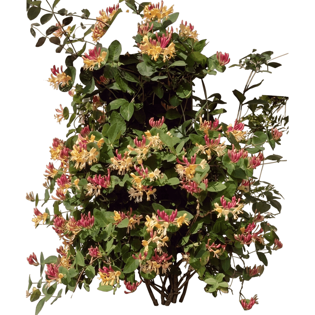 Peaches and Cream Honeysuckle Vine (Lonicera Periclymenum Var. Periclymenum 'Inov 86') - Perennials