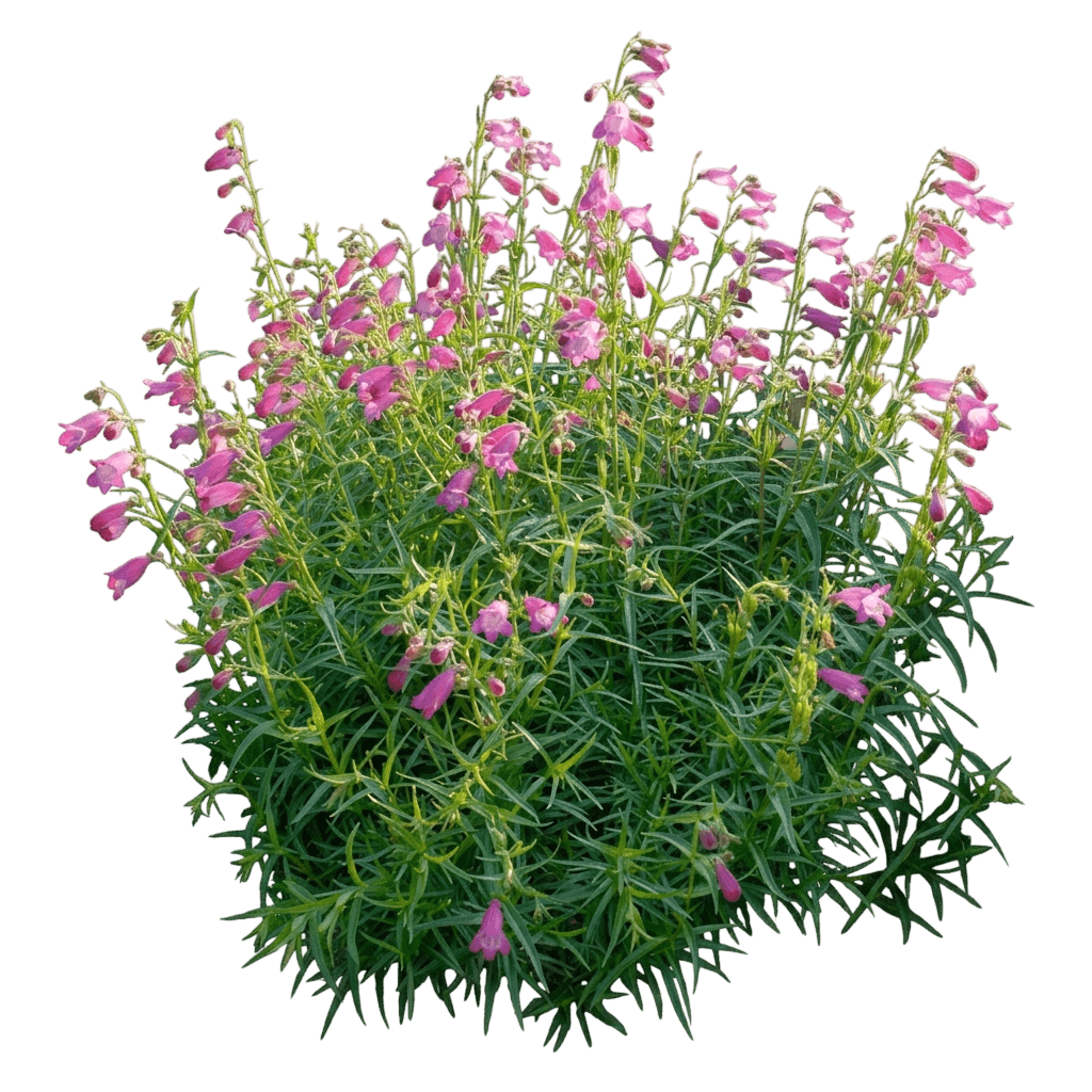 Red Rocks Beard Tongue (Penstemon X Mexicali Red Rocks 'P008S') - Perennials