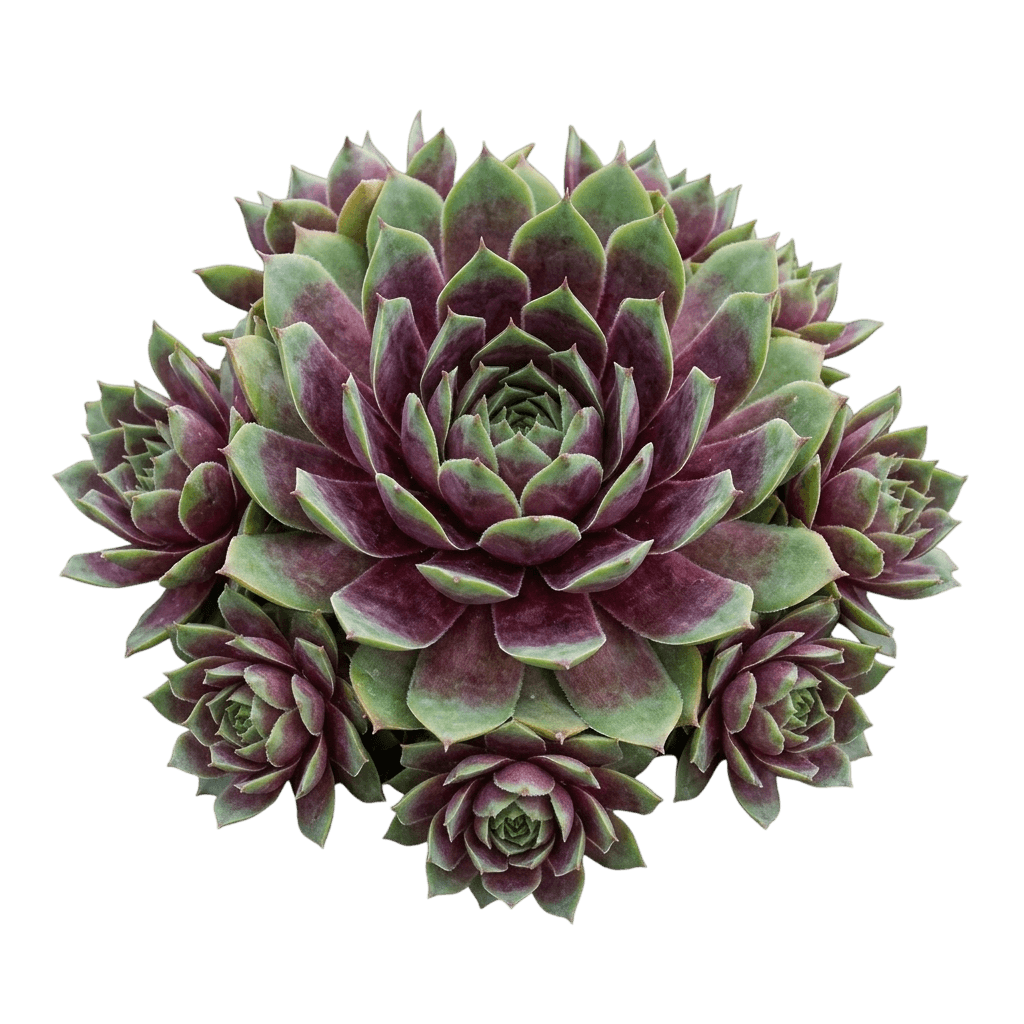 ruby heart hens and chicks (Sempervivum 'Ruby Heart') - Succulents