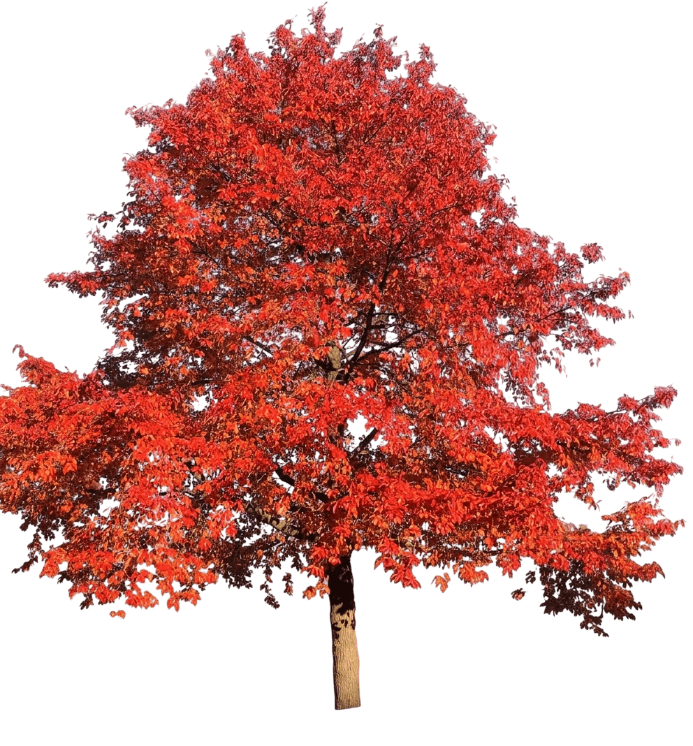 Northern Splendor Black Gum (Nyssa Sylvatica 'Northern Splendor') - Shade Trees