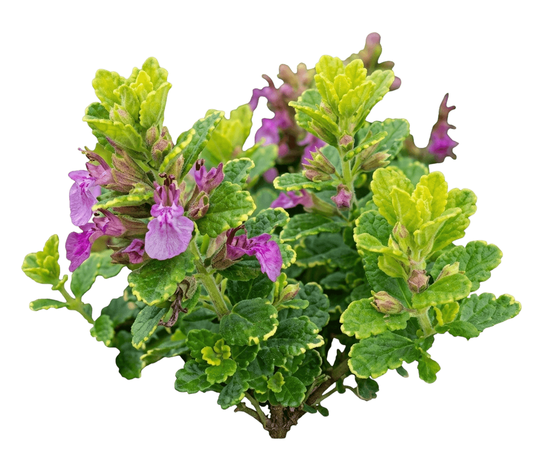 Summer Sunshine Germander (Teucrium Chamaedrys 'Summer Sunshine') - Ground Layers