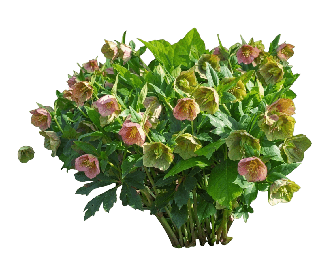 Frostkiss™ Penny'S Pink® Lenten Rose (Helleborus X Var. X 'Abcrd01') - Perennials