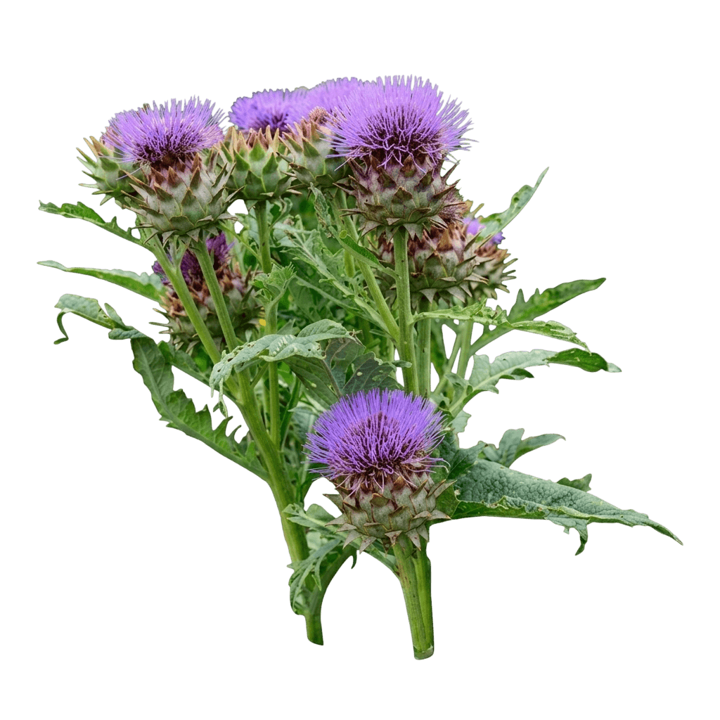 Green Globe Artichoke (Cynara Cardunculus 'Vert Globe') - Perennials