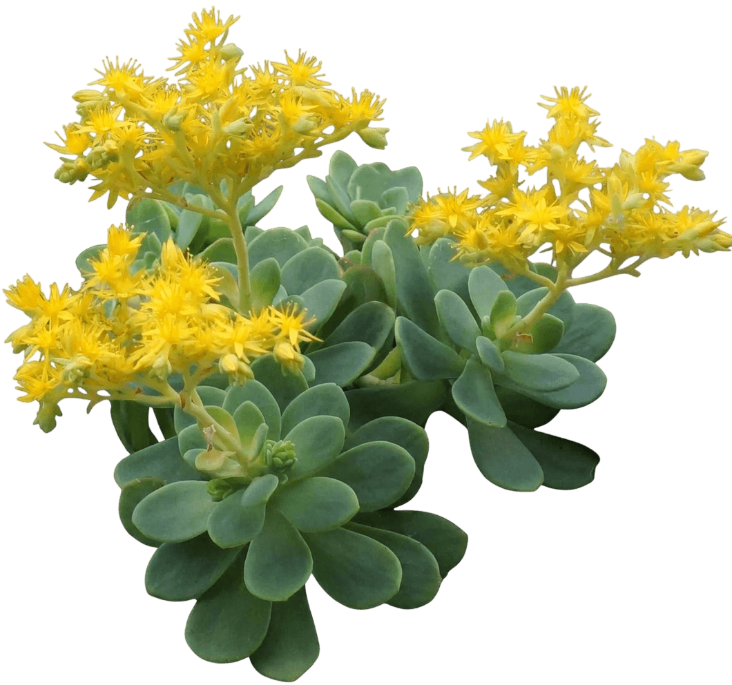 Palmer'S Stonecrop (Sedum Palmeri) - Succulents