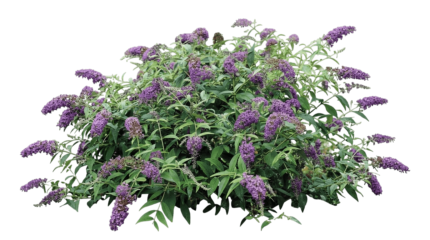 Lo & Behold Purple Haze Butterfly Bush (Buddleja 'Purple Haze') - Ground Layers