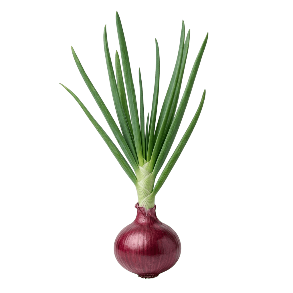 Chianti Red Onion (Allium Cepa 'Chianti') - Perennials