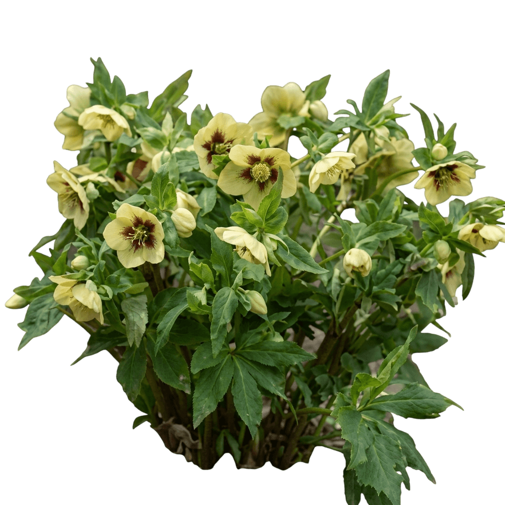 Spanish Flare Lenten Rose (Helleborus 'Spanish Flare') - Perennials