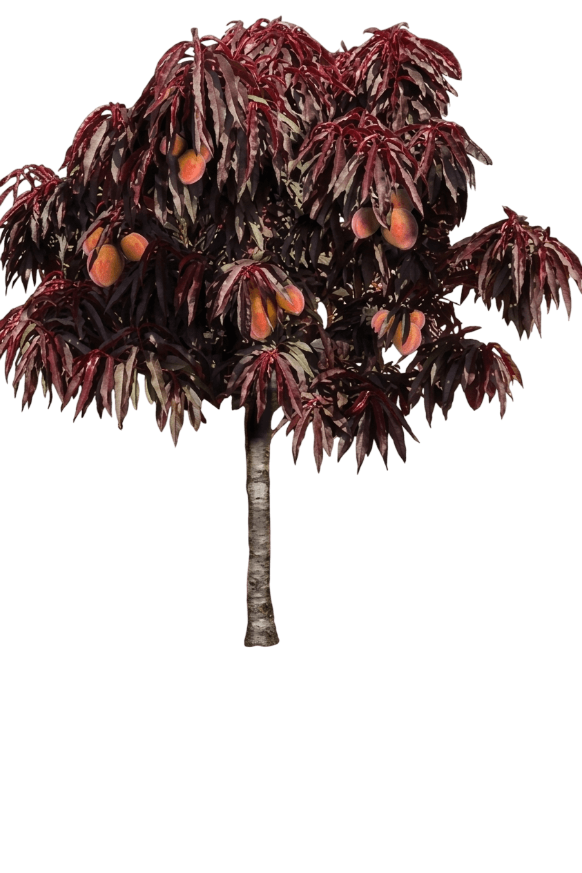 Blushing Pearl Columnar Peach (Prunus Persica 'Blushing Pearl') - Fruit Trees