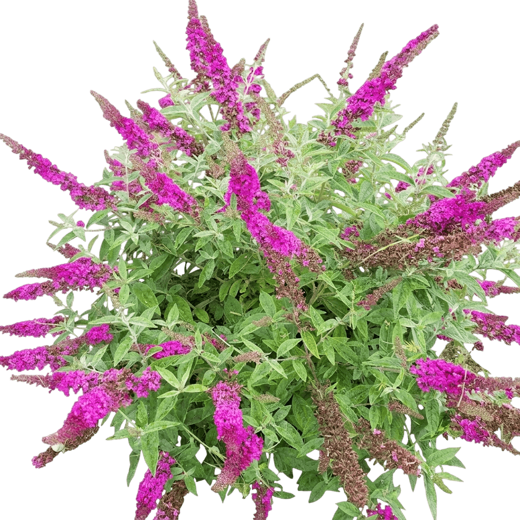 lo and behold ruby chip™ butterfly bush (Buddleia X Lo And Behold Ruby Chip 'Smnbdd') - Ground-layer plants