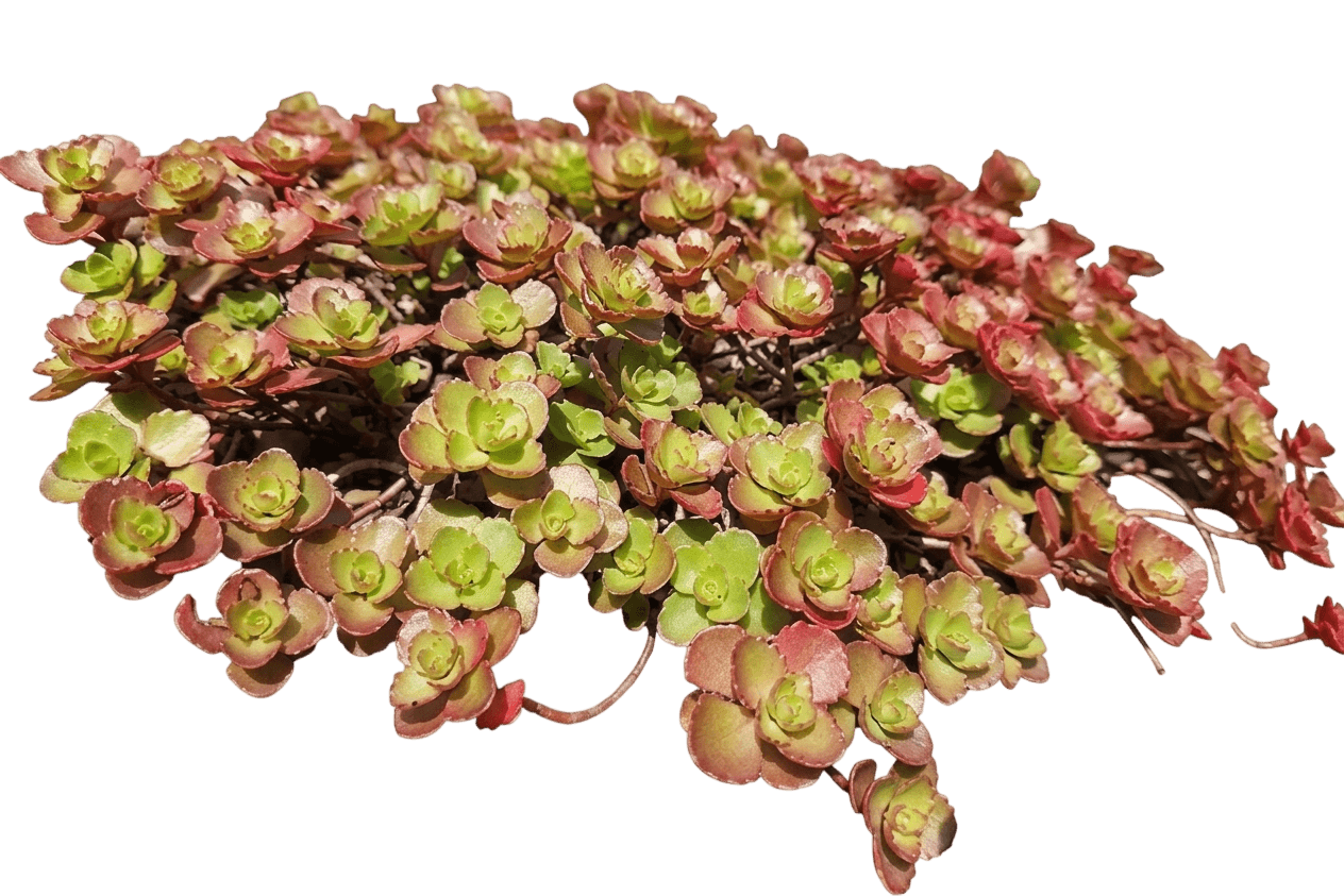 Sunsparkler® Plum Dazzled Sedum (Sedum Rupestre Var. Rupestre 'Plum Dazzled') - Succulents