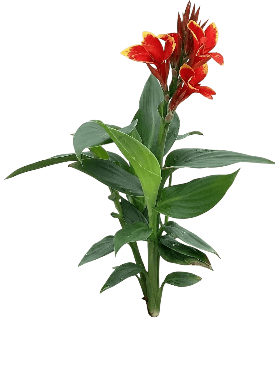 Cannova® Red Golden Flame Canna Lily (Canna Var. Hybrid 'Red Golden Flame') - Perennials