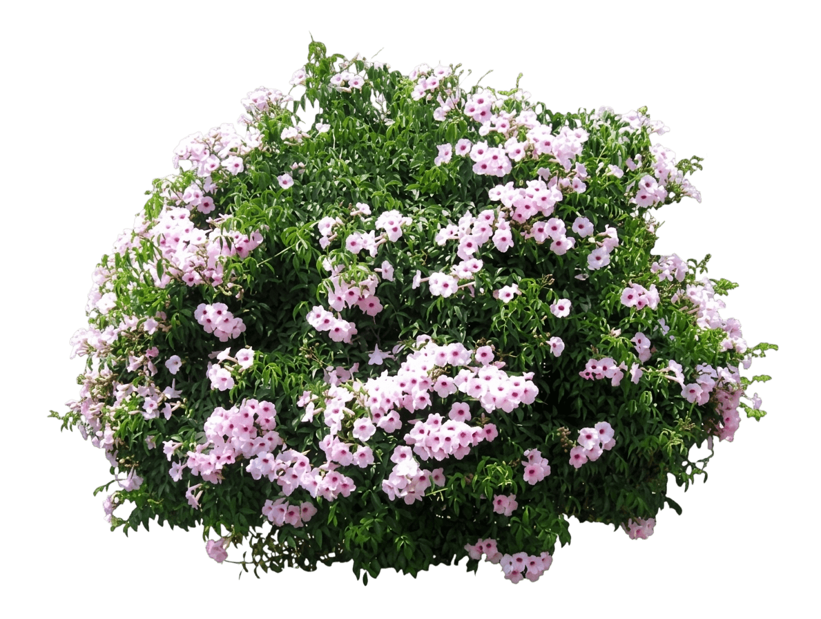 pandoréa (Pandorea Jasminoides) - Plantes de strate basse