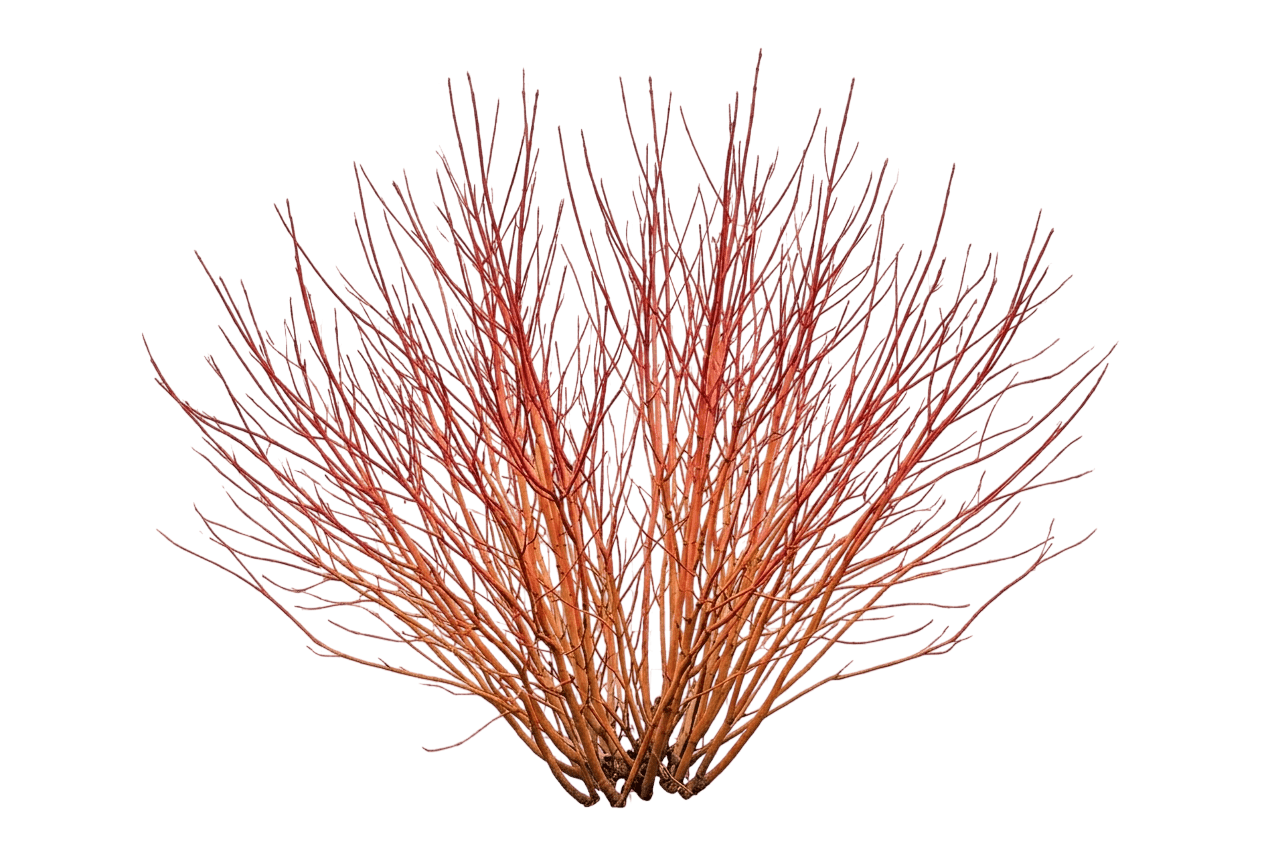 Red Twig Dogwood 'Hedgerow' (Cornus Sericea S Gold 'Hedgerow') - Ground Layers