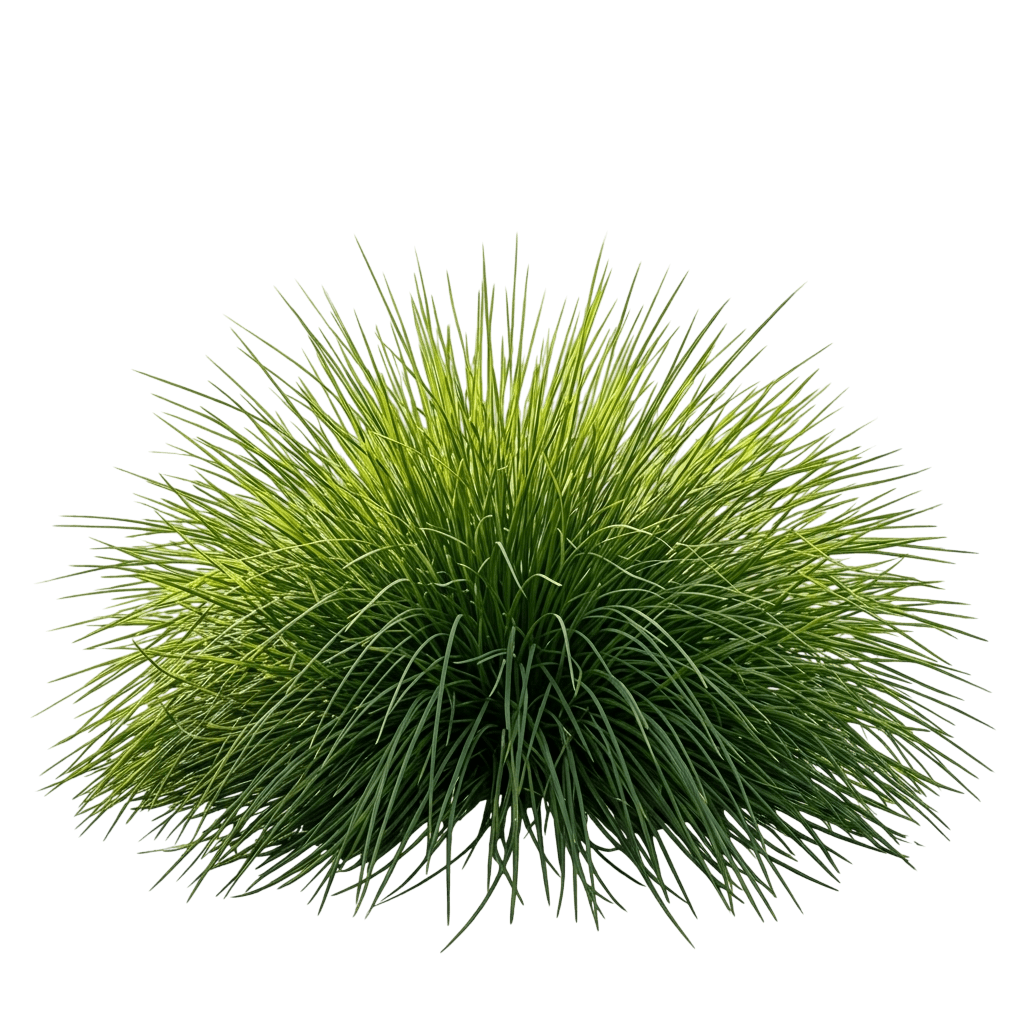 Small Mat Rush (Lomandra Little Con 'Small Mat Rush') - Ground Layers