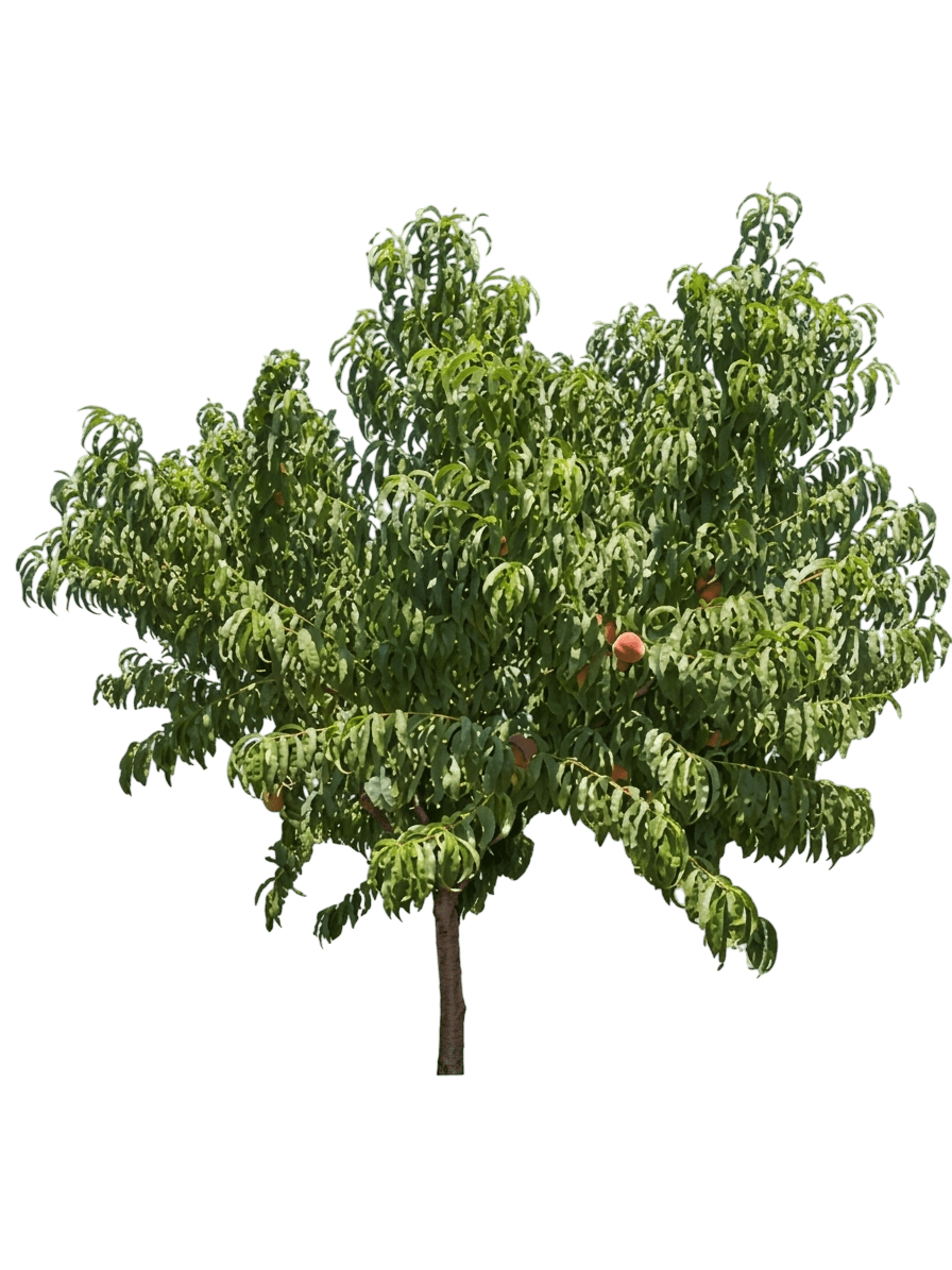 pesco (Prunus Persica 'Gleason Early Elberta') - Alberi da frutto