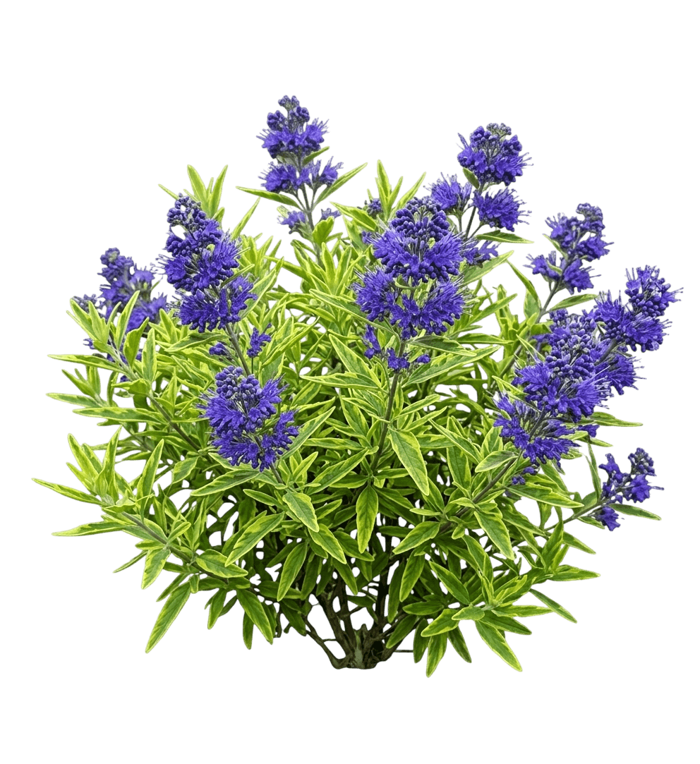 Blueberry Lemonade Spirea (Caryopteris X 'Blueberry Lemonade') - Ground Layers