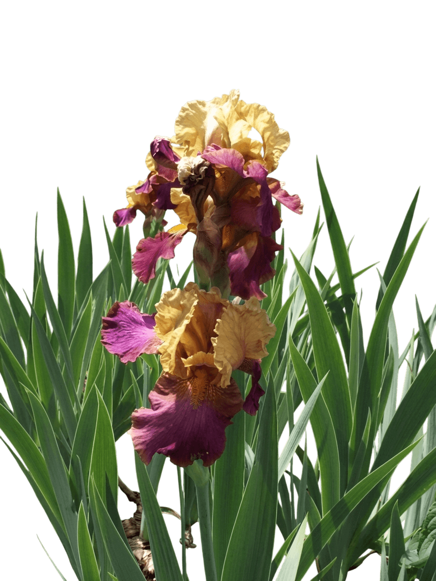 Iris, Bearded, Gala Madrid (Iris Germanica, 'Gala Madrid') - Perennials