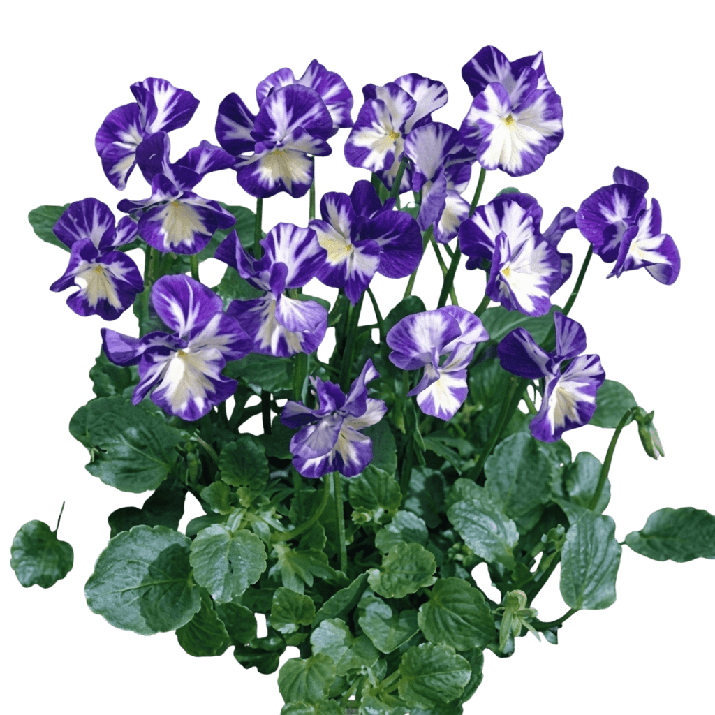 Perennial Violet, Rebecca (Viola 'Rebecca') - Perennials