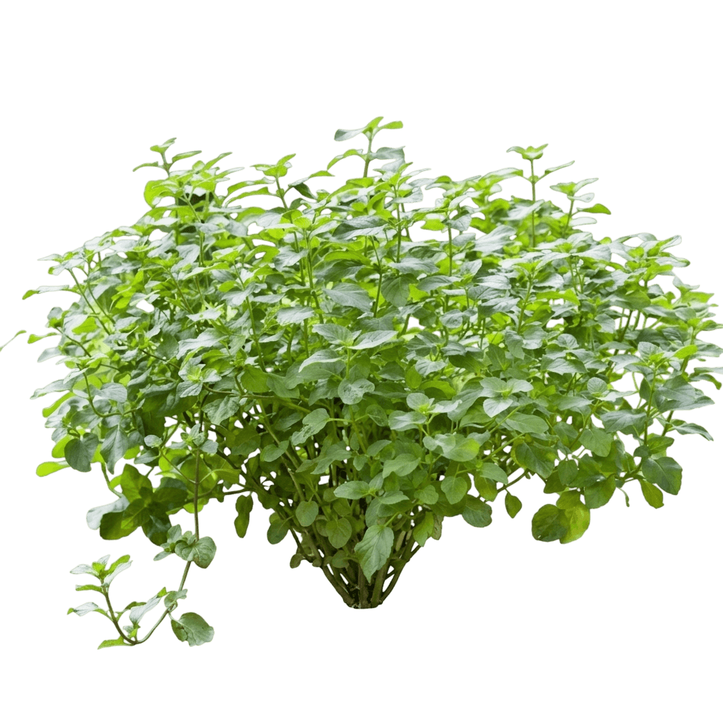 Peppermint (Mentha × Piperita) - Perennials