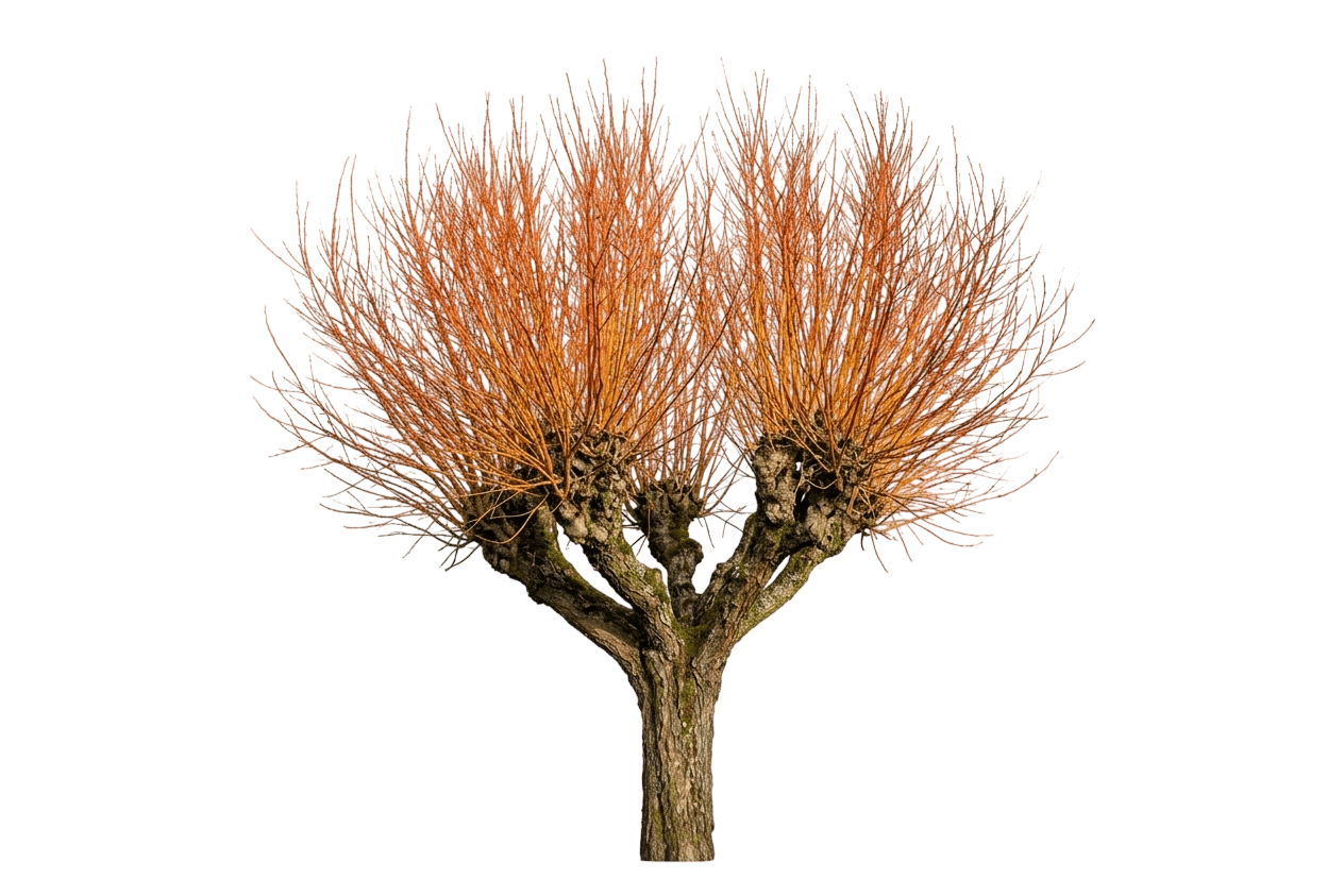 WorryFree® Winter Torch Willow (Salix Alba Var. Alba 'Winter Torch') - Shrubs