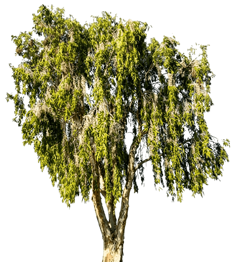 Broad Leaf Paperbark (Melaleuca Leucadendra Broad Leaf 'Broad Leaf Paperbark') - Evergreen Trees