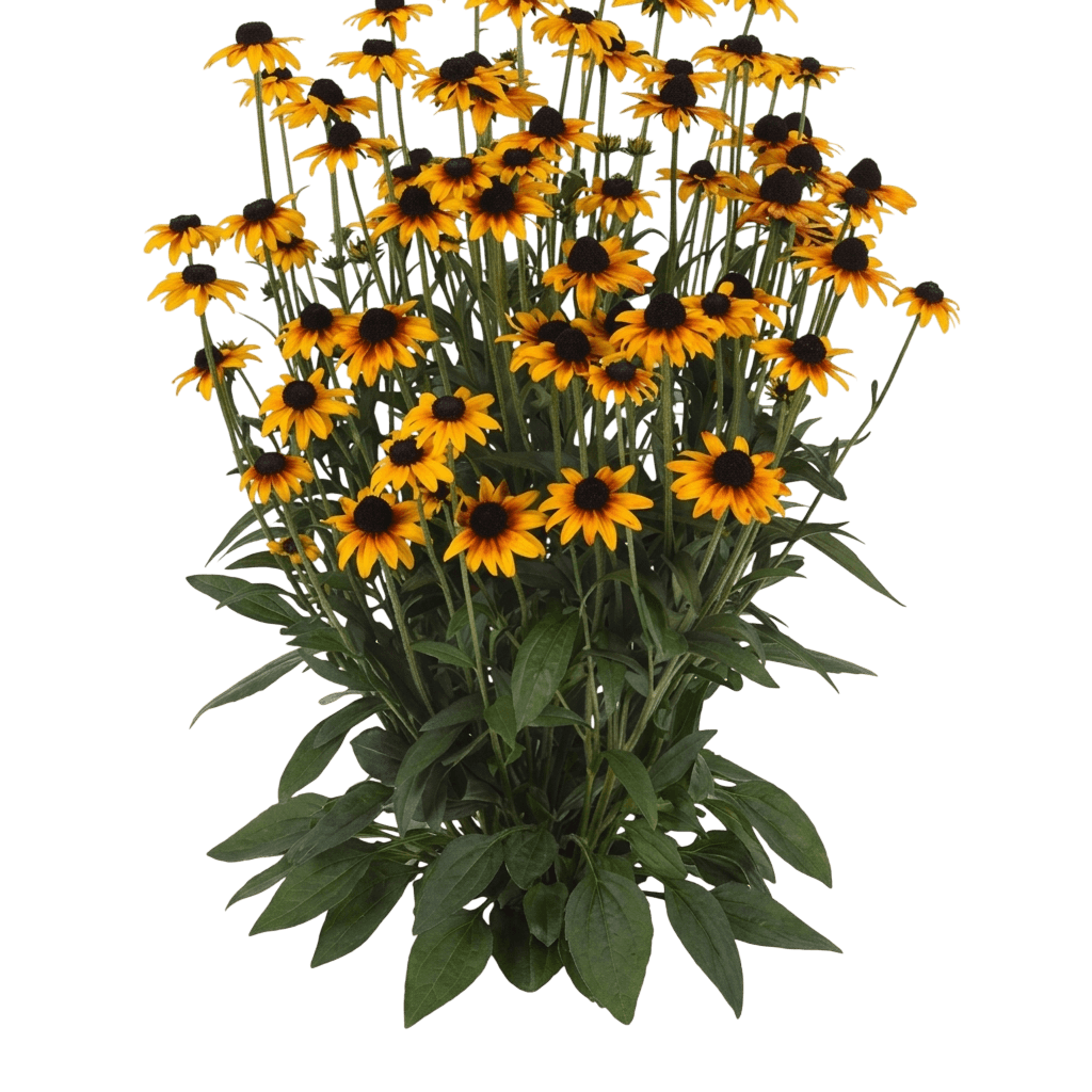Suntacular Black Eyed Susan (Rudbeckia Fulgida Suntacular) - Perennials