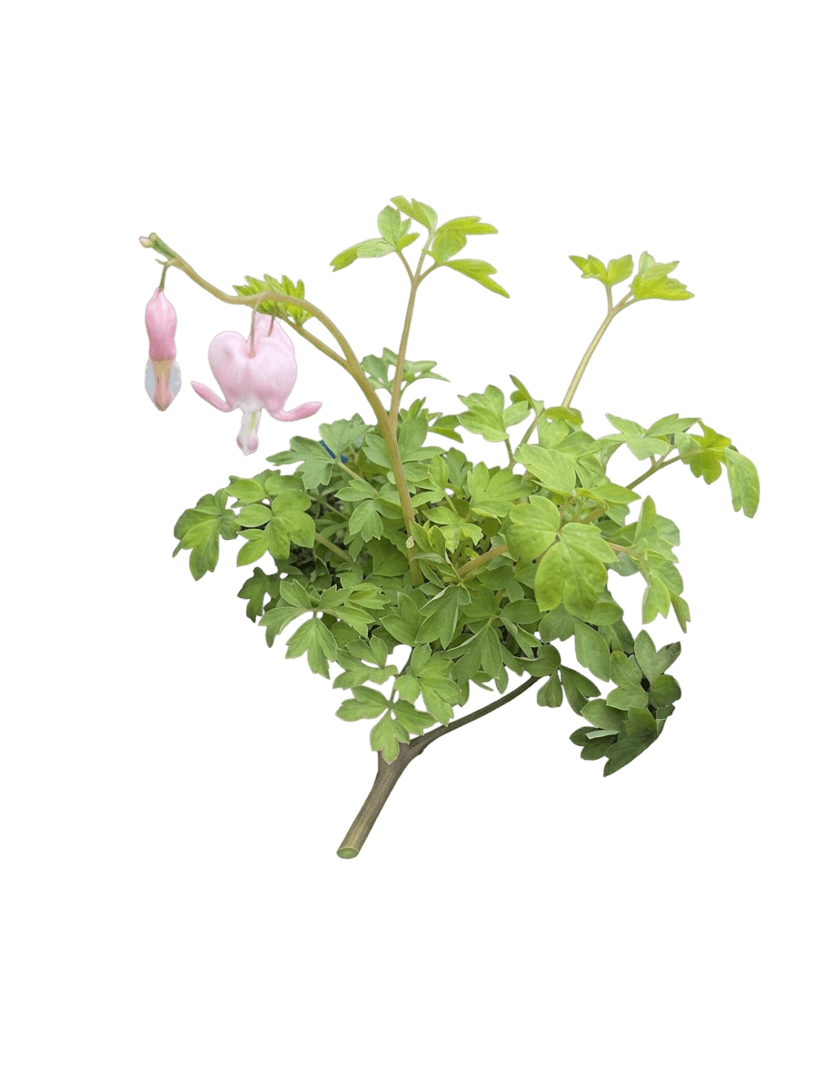 Cupid® Bleeding Heart (Lamprocapnos Spectabilis × Pp 32,043 Var. Spectabilis X 'Cupid') - Perennials
