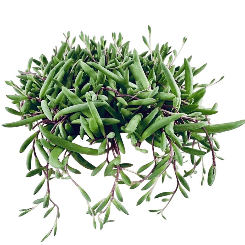 Little Pickles (Crassothonna Capensis) - Succulents
