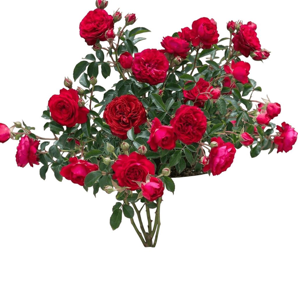 True Bloom™ True Love™ Hybrid Tea Rose (Rosa Pp31,575 Var. Spp. 'Altcaptain') - Shrubs
