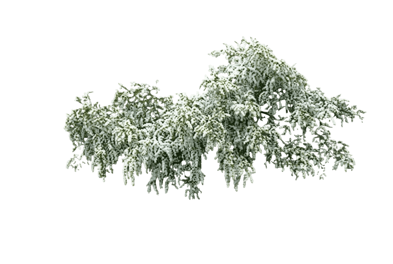 Pacific Beauty (Leptospermum 'Pacific Beauty') - Ground Layers