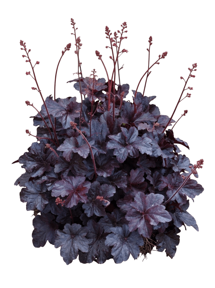Obsidian Coral Bells (Heuchera 'Obsidian') - Perennials